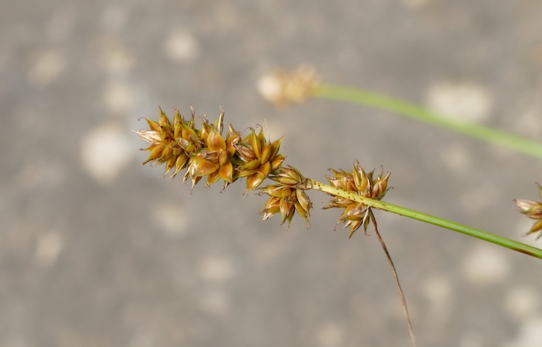 Spiked Sedge