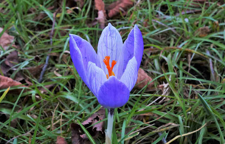 Spring Crocus