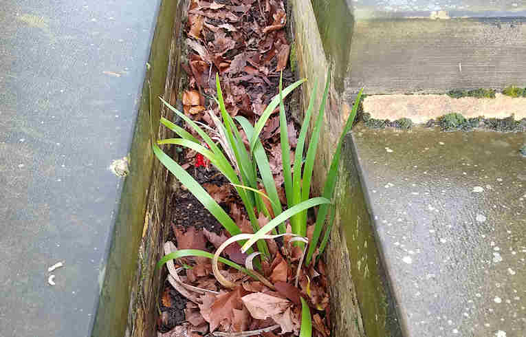 Stinking Iris