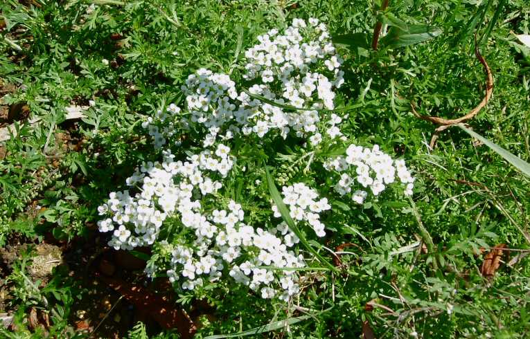 Lobularia maritima