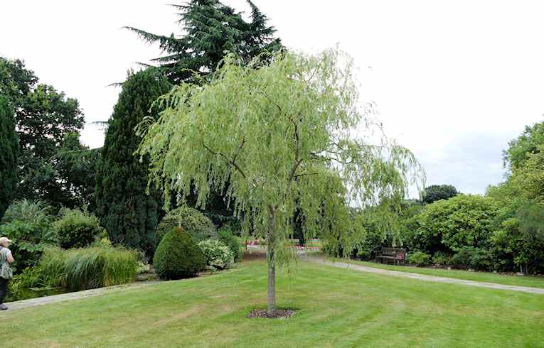 Weeping Willow