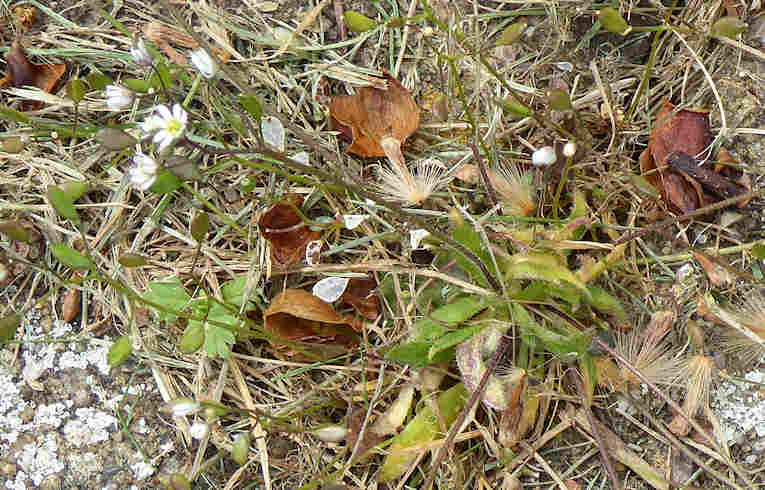 Common Whitlow Grass