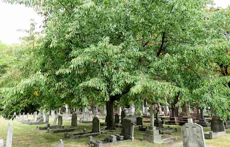 <em>Prunus avium</em>