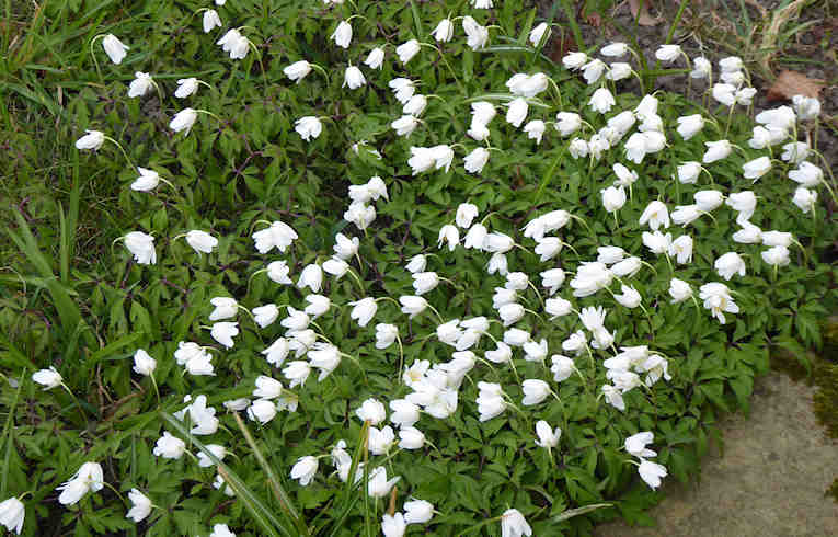 Anemone nemorosa