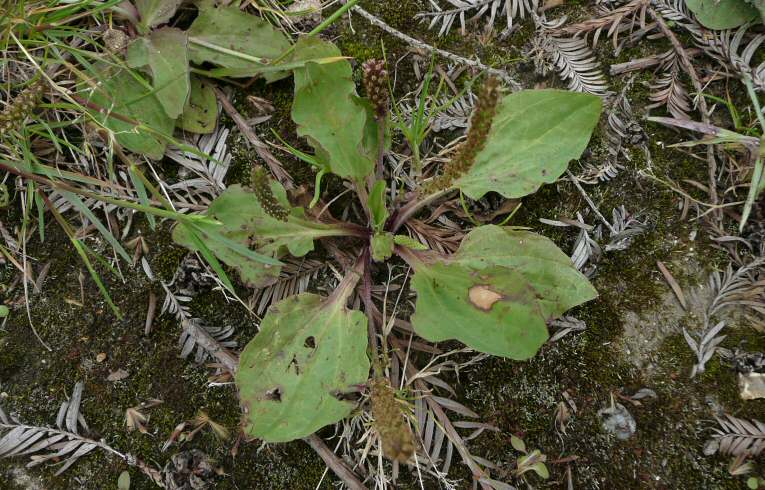 Great Plantain