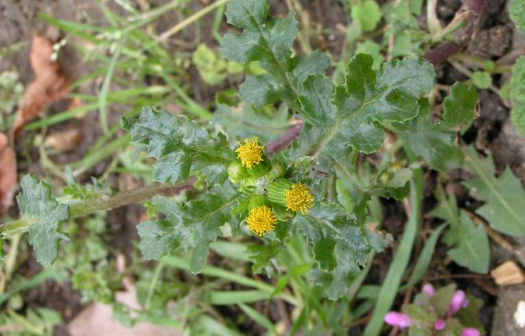 Groundsel