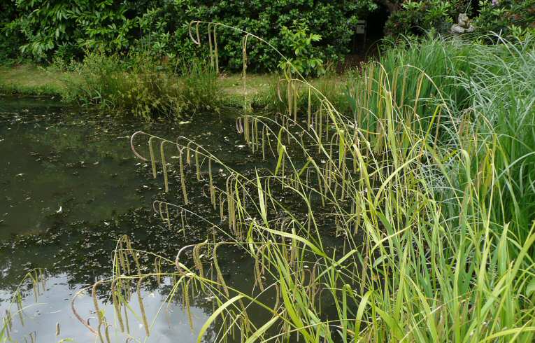 Pendulous Sedge