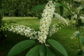 Bird Cherry