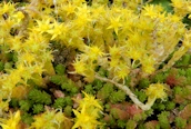 Biting Stonecrop