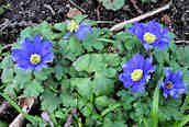 Blue Anemone