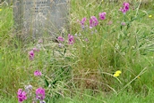 Broad-leaved Everlasting Pea 