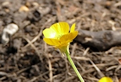 Bulbous Buttercup