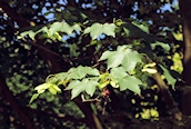 Cappadocian Maple
