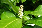 Cherry-laurel 