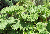 Chilean Rhubarb