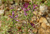 ommon Fumitory