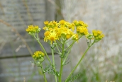 Common Ragwort