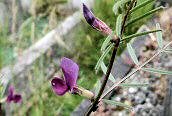 Common Vetch 