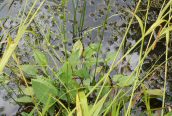 Common Water Plantain 