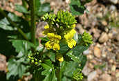 Common Winter-cress