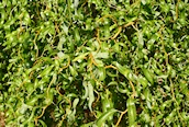 Contorted Willow