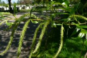 Crack Willow