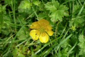 Creeping Buttercup