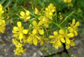 Creeping Yellowcress