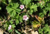 Dove's-foot Cranesbill 