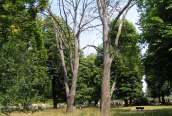 English Elm