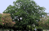 English Oak