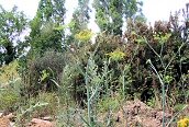 Fennel