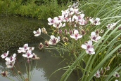 Flowering Rush 