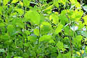 Goat Willow