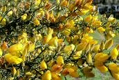 Gorse