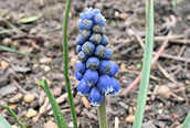 Grape Hyacinth