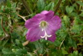 Great Willowherb