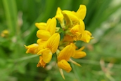 Greater Bird's-foot Trefoil