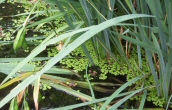 Greater Duckweed