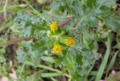 Groundsel