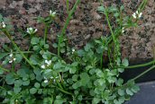 Hairy Bittercress