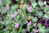 Hedgerow Cranesbill