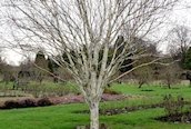 Himalayan Birch