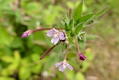 Hoary Willowherb