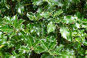 Holly