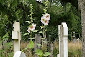 Hollyhock