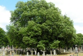 Holm Oak