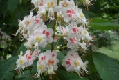 Horse Chestnut