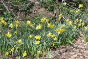 Hybrid Daffodil 