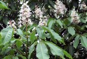 Indian Horse Chestnut